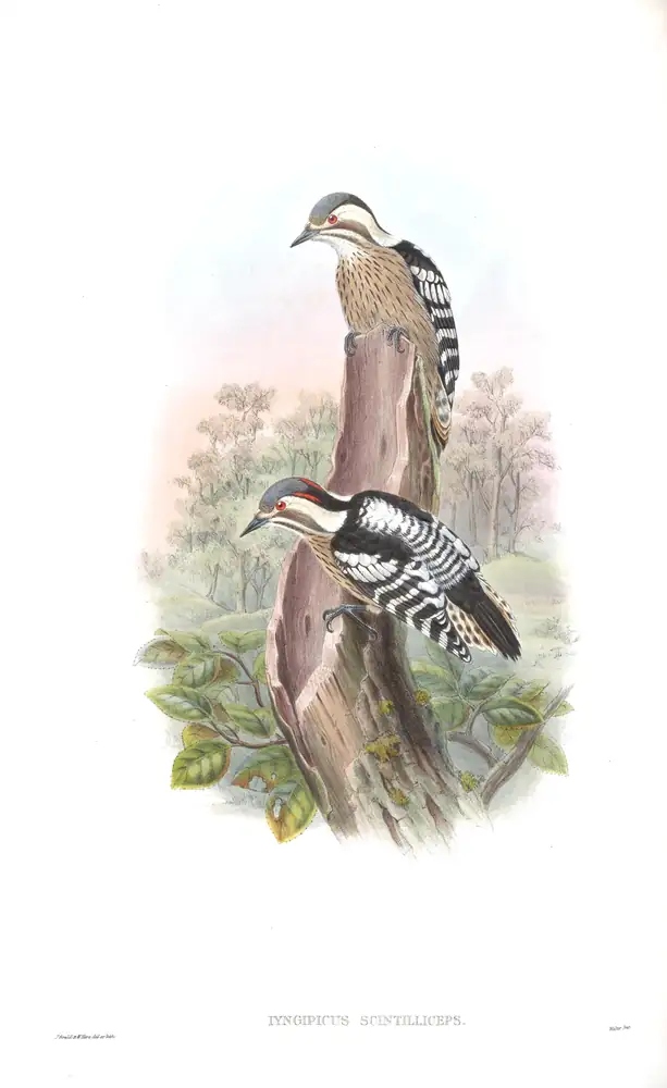The whole sheet of volume VI, plate 21, with its engraved caption