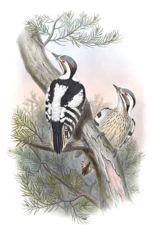 Volume VI, plate 22 of Gould's The Birds of Asia: Gray-capped Pygmy Woodpecker (Yungipicus canicapillus)