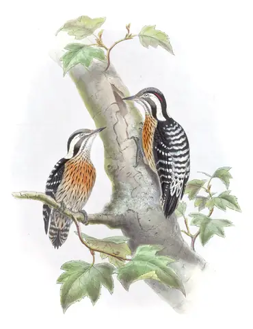 Volume VI, plate 23 of Gould's The Birds of Asia: Gray-capped Pygmy Woodpecker (Yungipicus canicapillus)