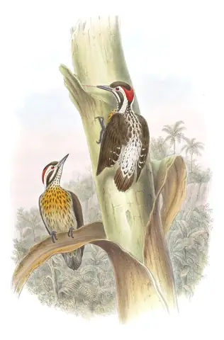 Volume VI, plate 24 of Gould's The Birds of Asia: Sulu Pygmy Woodpecker (Yungipicus ramsayi)