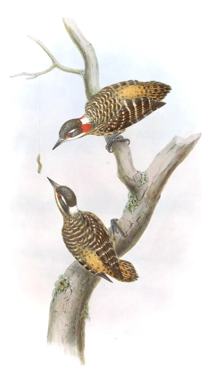 Volume VI, plate 25 of Gould's The Birds of Asia: Sulawesi Pygmy Woodpecker (Yungipicus temminckii)