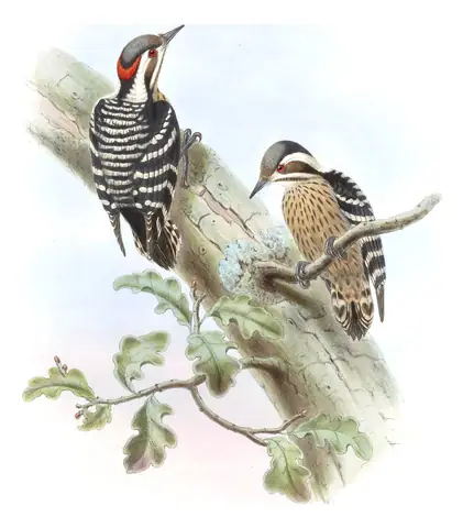 Volume VI, plate 26 of Gould's The Birds of Asia: Gray-capped Pygmy Woodpecker (Yungipicus canicapillus)