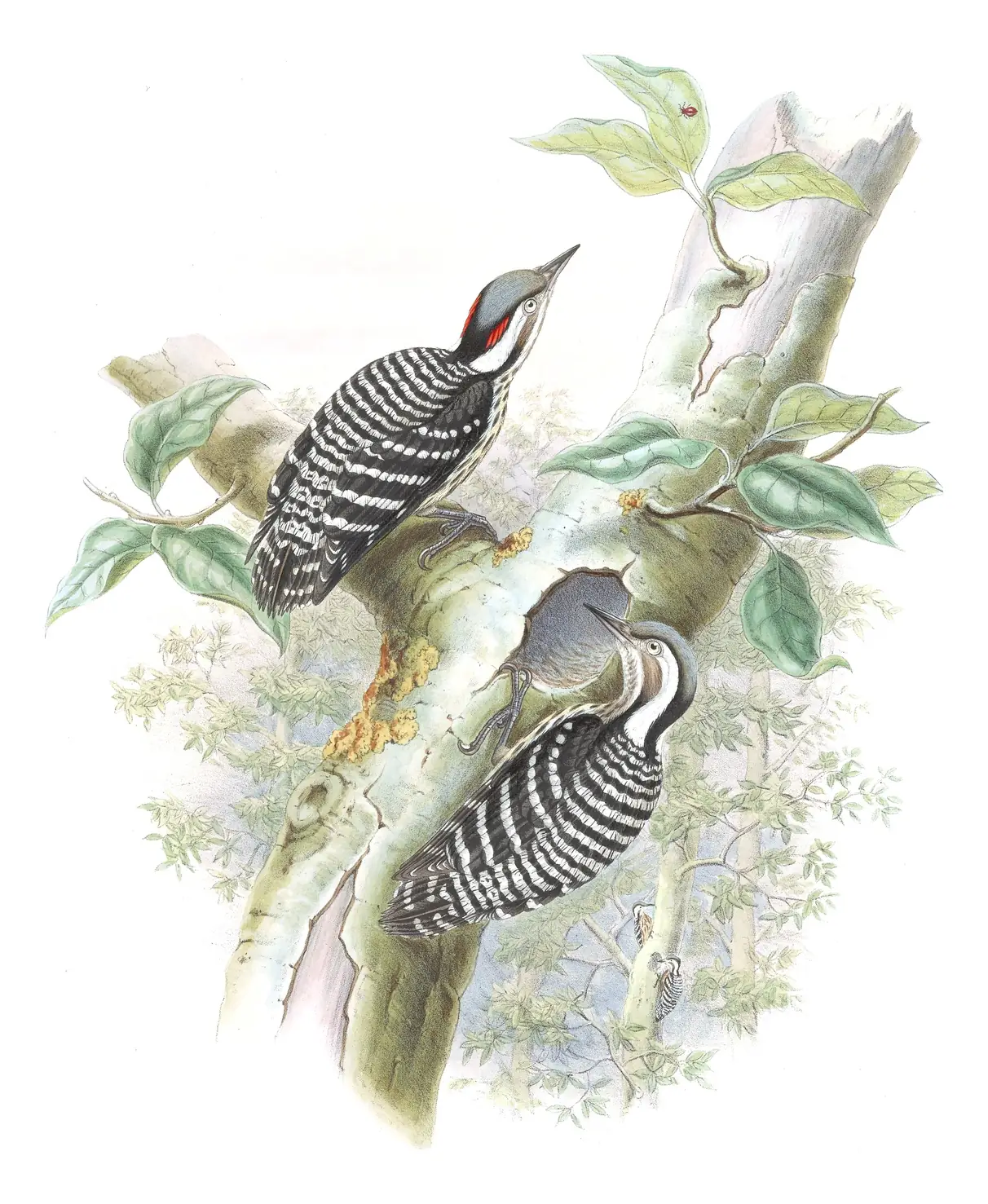 Volume VI, plate 27 of Gould's The Birds of Asia: Gray-capped Pygmy Woodpecker (Yungipicus canicapillus)