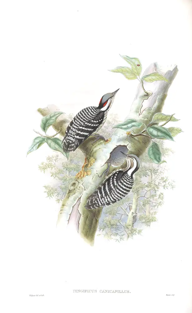 The whole sheet of volume VI, plate 27, with its engraved caption