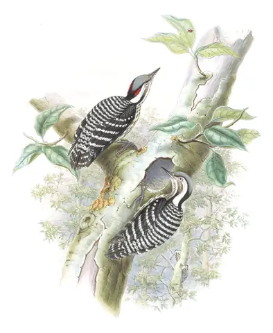 Volume VI, plate 27 of Gould's The Birds of Asia: Gray-capped Pygmy Woodpecker (Yungipicus canicapillus)