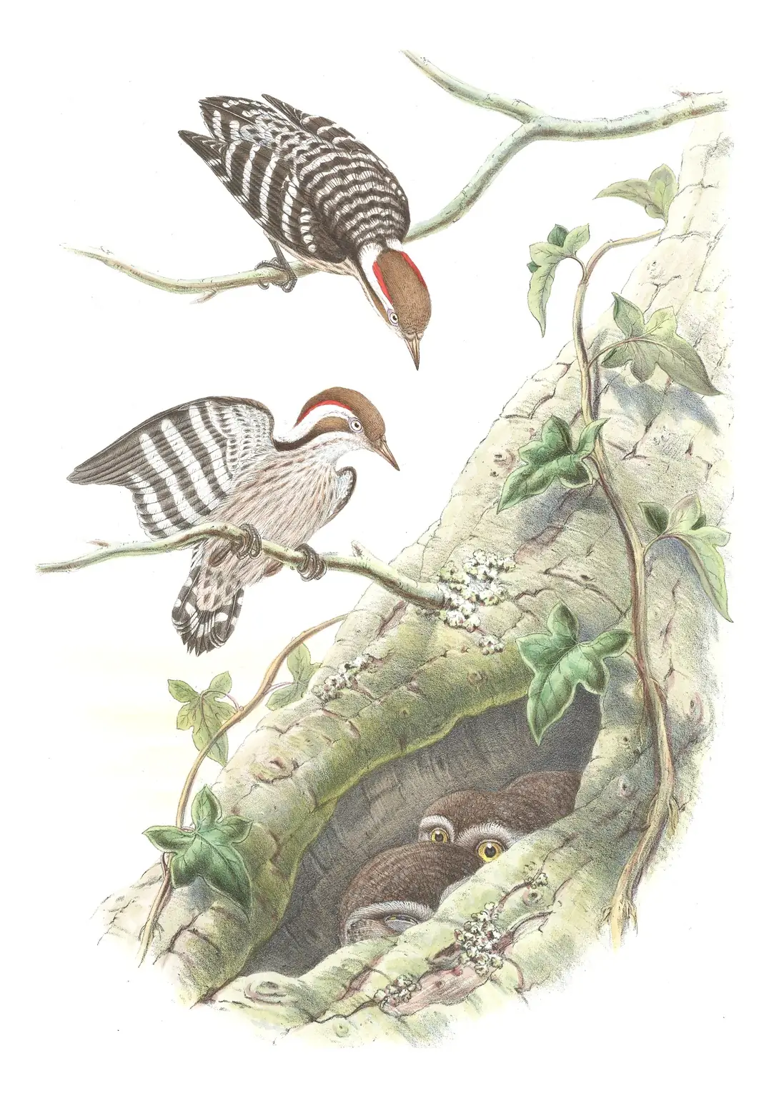 Volume VI, plate 28 of Gould's The Birds of Asia: Brown-capped Pygmy Woodpecker (Yungipicus nanus)