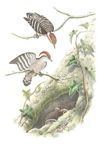 Volume VI, plate 28 of Gould's The Birds of Asia: Brown-capped Pygmy Woodpecker (Yungipicus nanus)