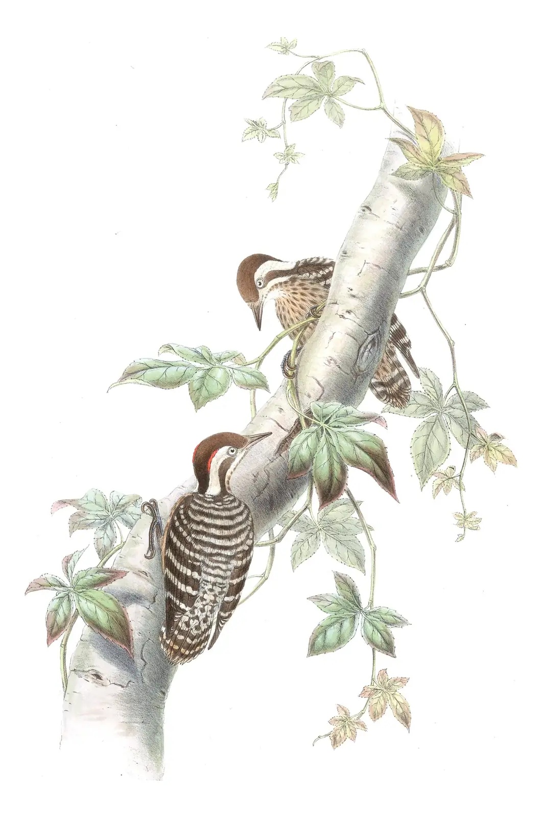 Volume VI, plate 29 of Gould's The Birds of Asia: Sunda Pygmy Woodpecker (Yungipicus moluccensis)