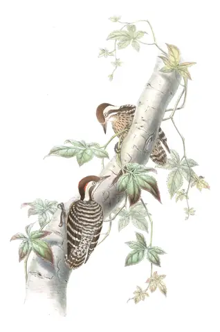 Volume VI, plate 29 of Gould's The Birds of Asia: Sunda Pygmy Woodpecker (Yungipicus moluccensis)