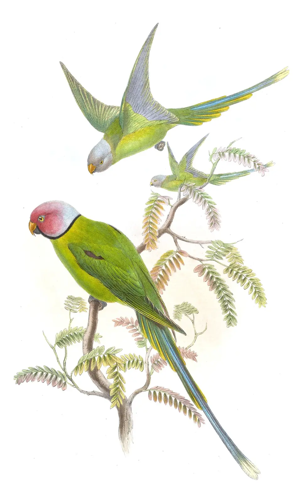 Volume VI, plate 3 of Gould's The Birds of Asia: Blossom-headed Parakeet (Psittacula roseata)