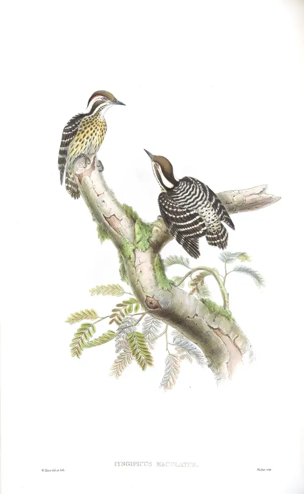 The whole sheet of volume VI, plate 30, with its engraved caption