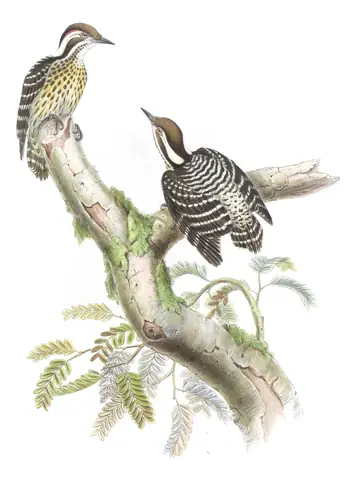 Volume VI, plate 30 of Gould's The Birds of Asia: Philippine Pygmy Woodpecker (Yungipicus maculatus)