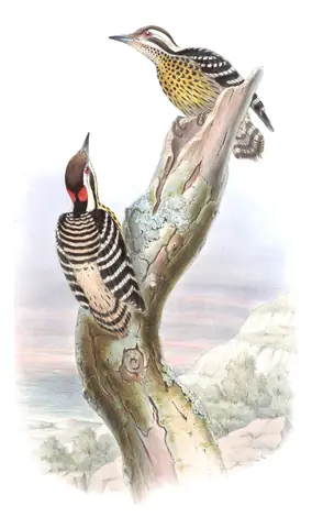 Volume VI, plate 31 of Gould's The Birds of Asia: Philippine Pygmy Woodpecker (Yungipicus maculatus)