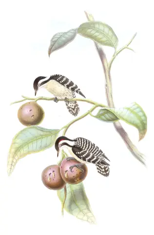 Volume VI, plate 32 of Gould's The Birds of Asia: Brown-capped Pygmy Woodpecker (Yungipicus nanus)
