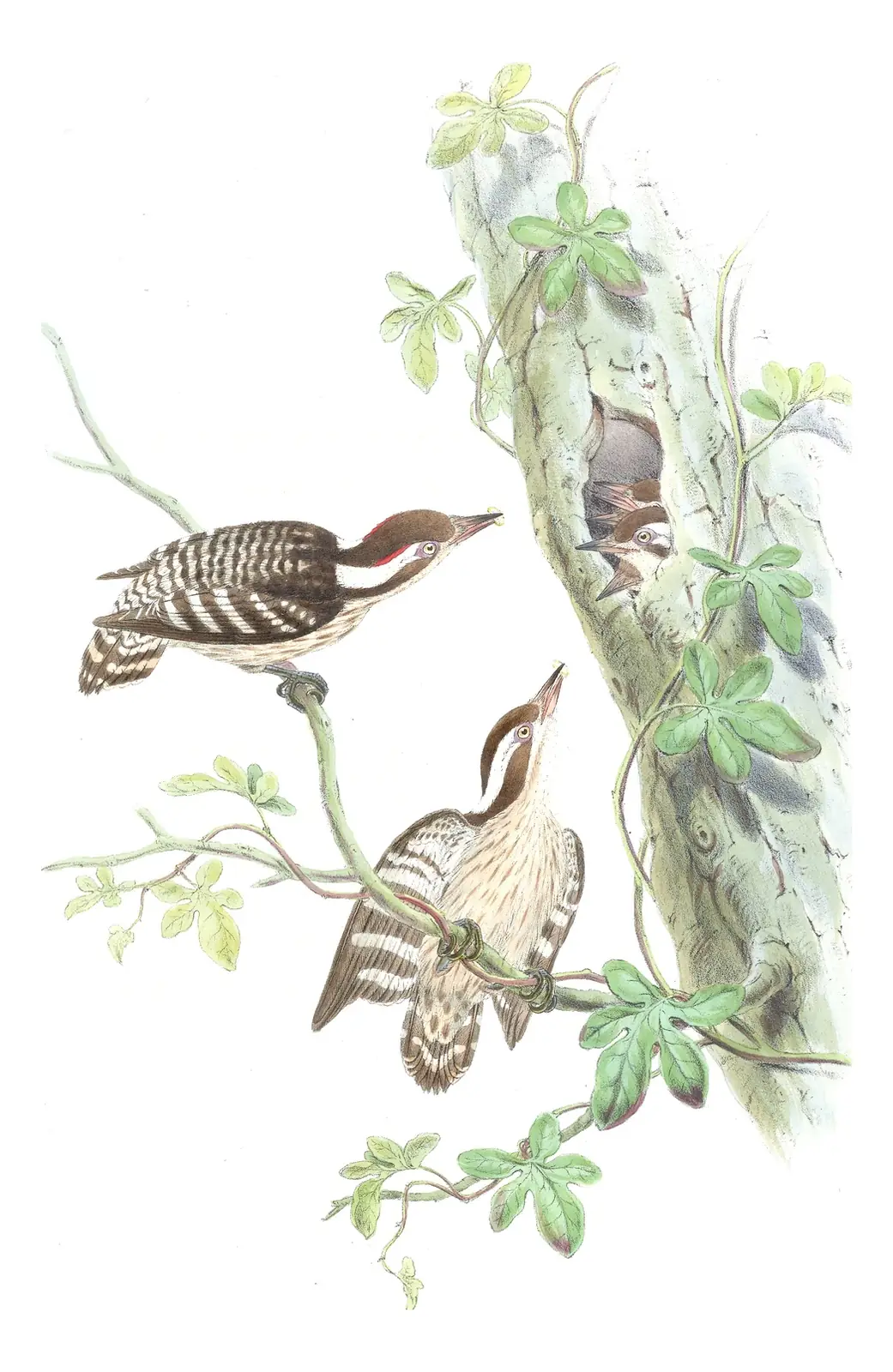 Volume VI, plate 33 of Gould's The Birds of Asia: Brown-capped Pygmy Woodpecker (Yungipicus nanus)