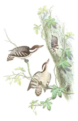 Volume VI, plate 33 of Gould's The Birds of Asia: Brown-capped Pygmy Woodpecker (Yungipicus nanus)