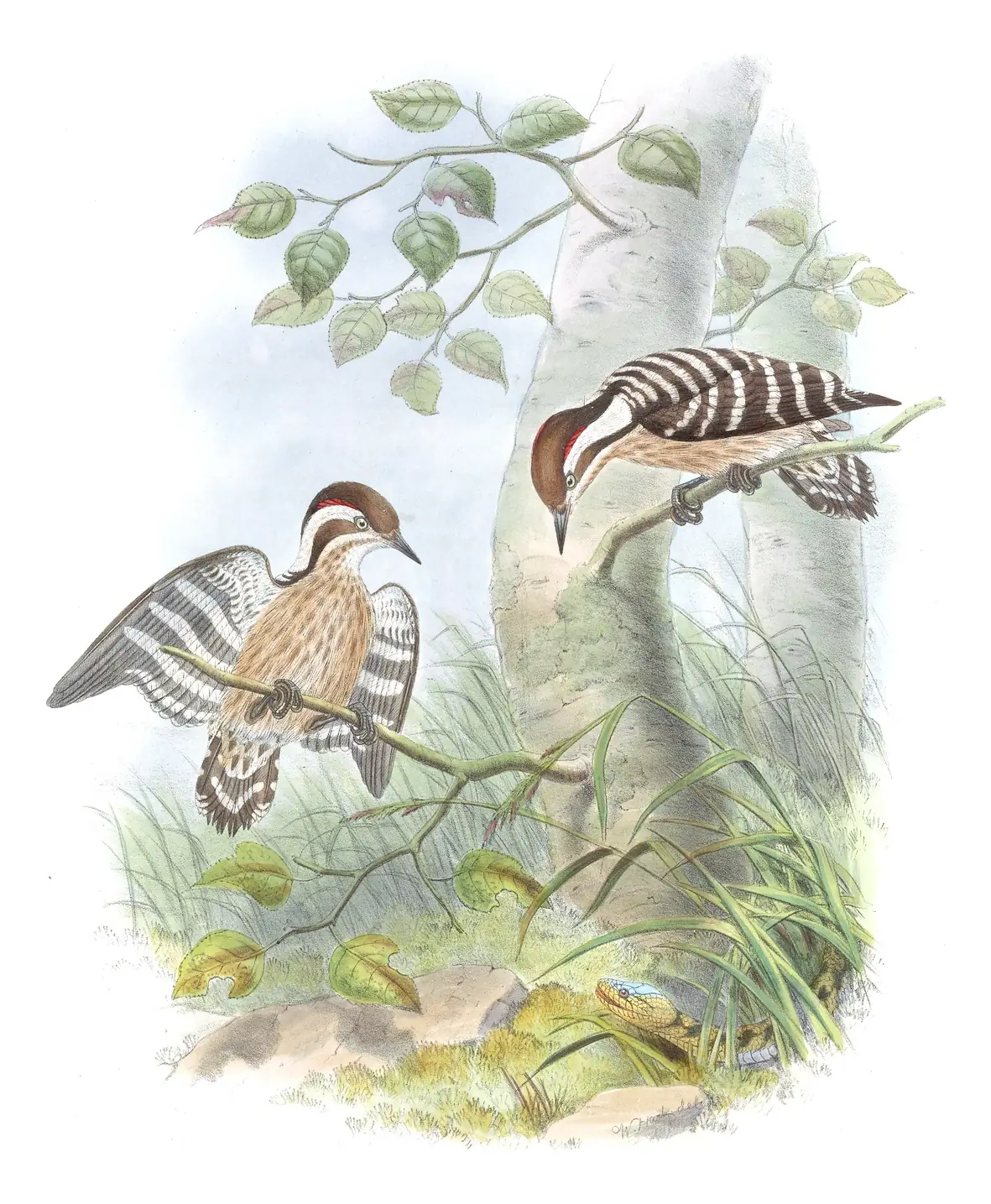 Volume VI, plate 34 of Gould's The Birds of Asia: Brown-capped Pygmy Woodpecker (Yungipicus nanus)