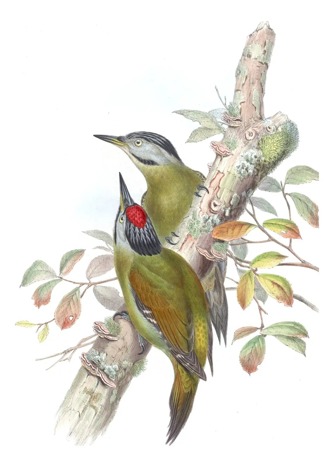 Volume VI, plate 35 of Gould's The Birds of Asia: Gray-headed Woodpecker (Picus canus)