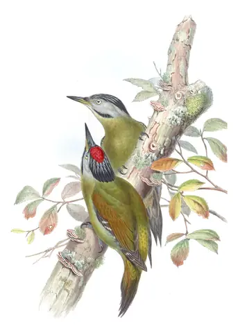 Volume VI, plate 35 of Gould's The Birds of Asia: Gray-headed Woodpecker (Picus canus)