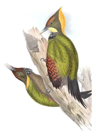 Volume VI, plate 36 of Gould's The Birds of Asia: Greater Yellownape (Chrysophlegma flavinucha)