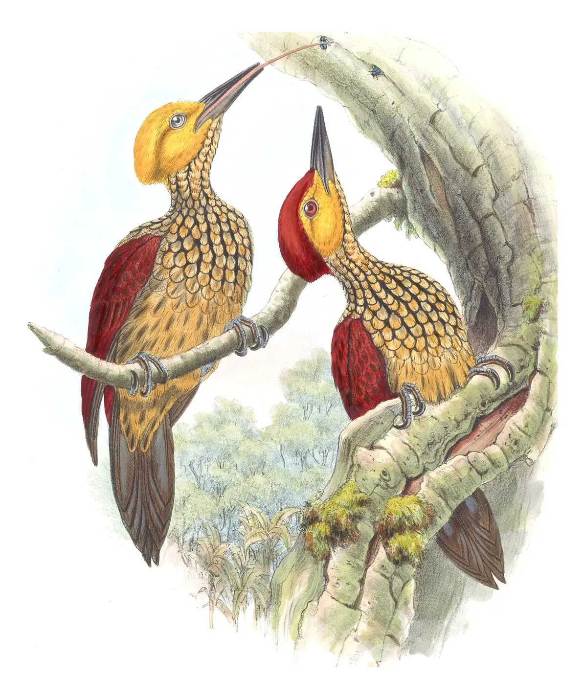 Volume VI, plate 37 of Gould's The Birds of Asia: Yellow-faced Flameback (Chrysocolaptes xanthocephalus)