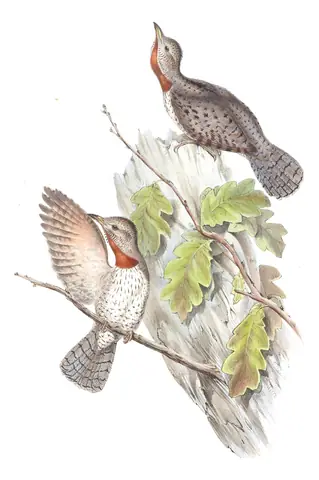 Volume VI, plate 38 of Gould's The Birds of Asia: Red-throated Wryneck (Jynx ruficollis)