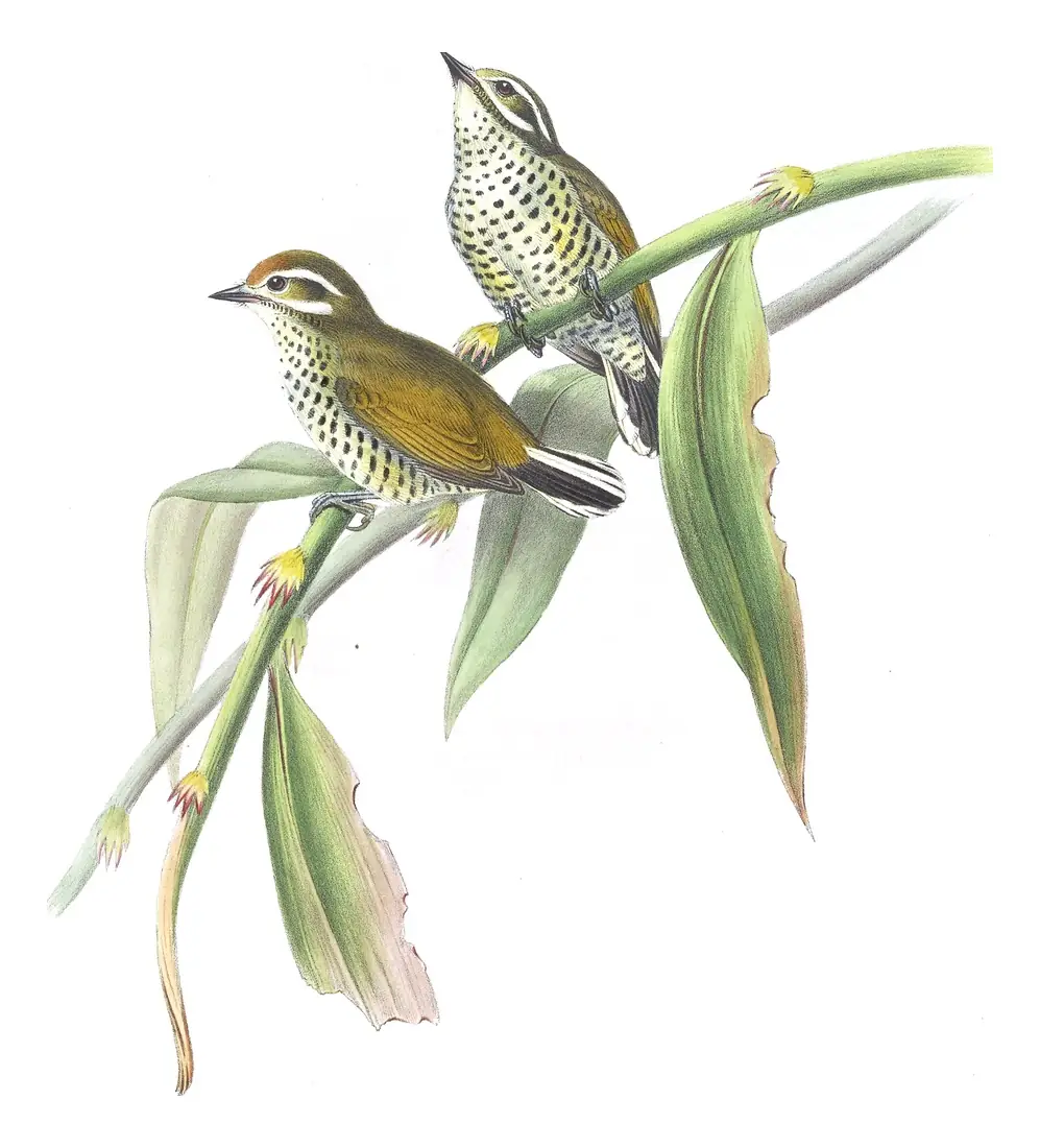 Volume VI, plate 39 of Gould's The Birds of Asia: Speckled Piculet (Picumnus innominatus)
