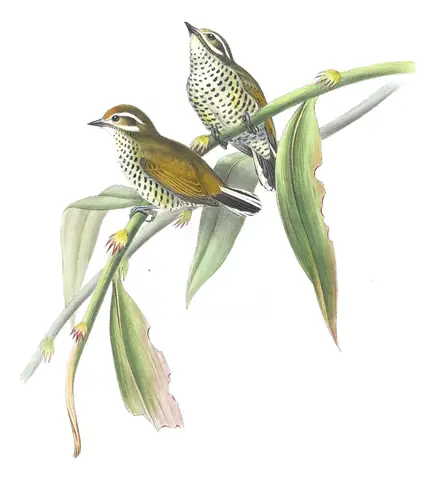 Volume VI, plate 39 of Gould's The Birds of Asia: Speckled Piculet (Picumnus innominatus)