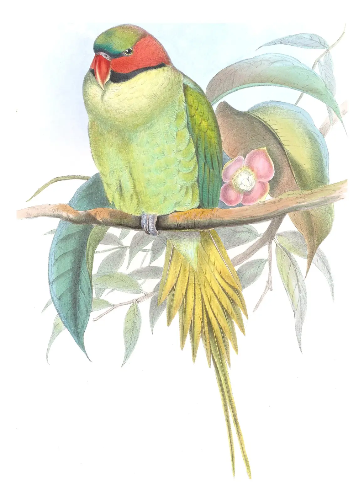 Volume VI, plate 4 of Gould's The Birds of Asia: Long-tailed Parakeet (Psittacula longicauda)