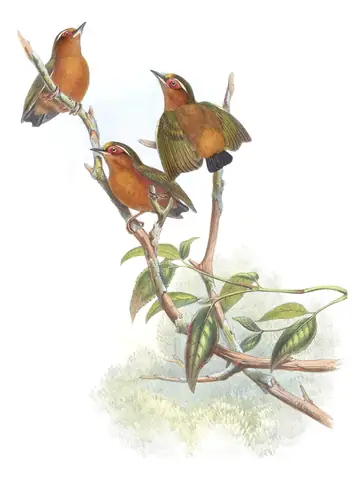 Volume VI, plate 40 of Gould's The Birds of Asia: White-browed Piculet (Sasia ochracea)