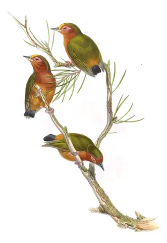 Volume VI, plate 41 of Gould's The Birds of Asia: Rufous Piculet (Sasia abnormis)