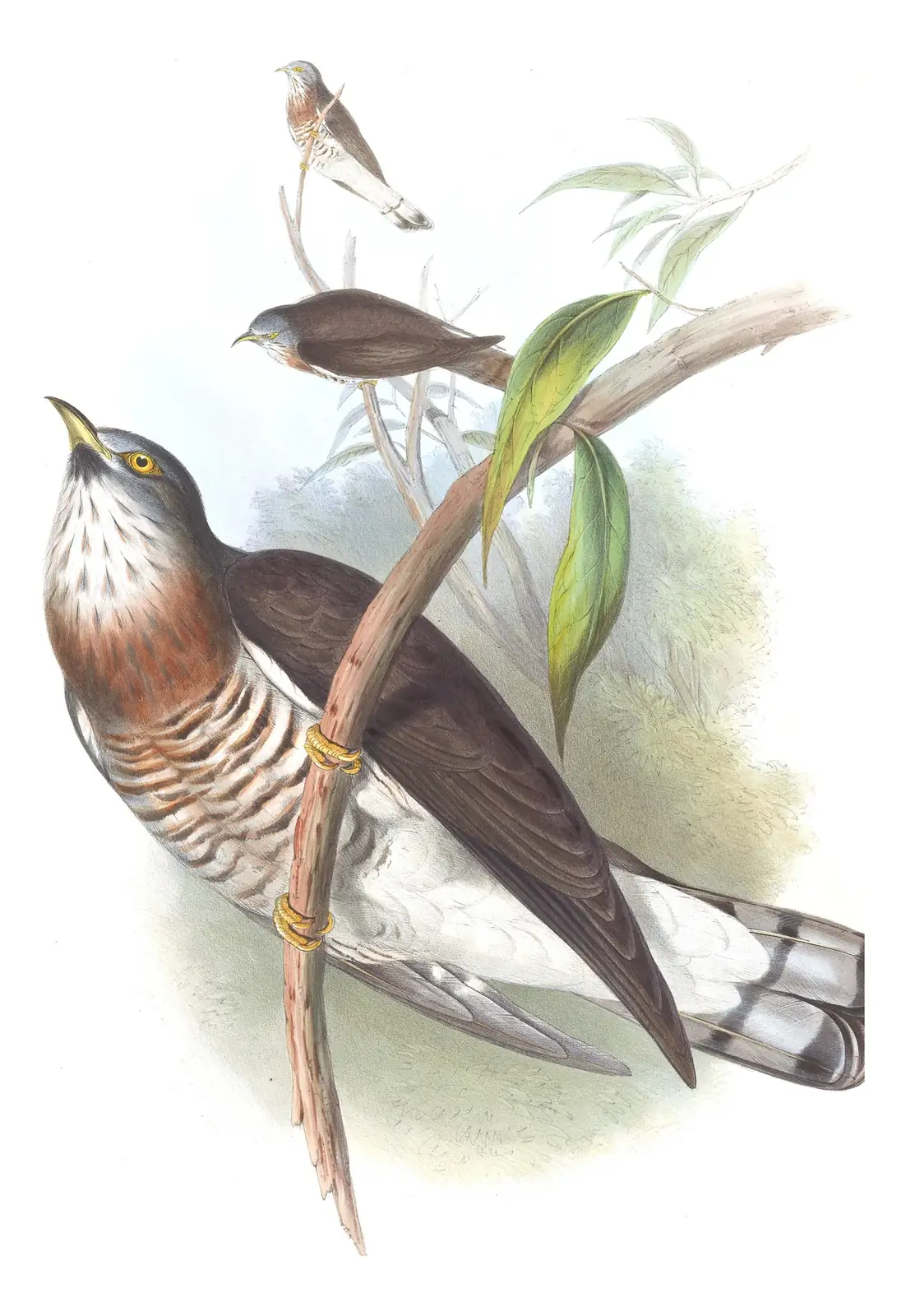 Volume VI, plate 42 of Gould's The Birds of Asia: Large Hawk-Cuckoo (Hierococcyx sparverioides)