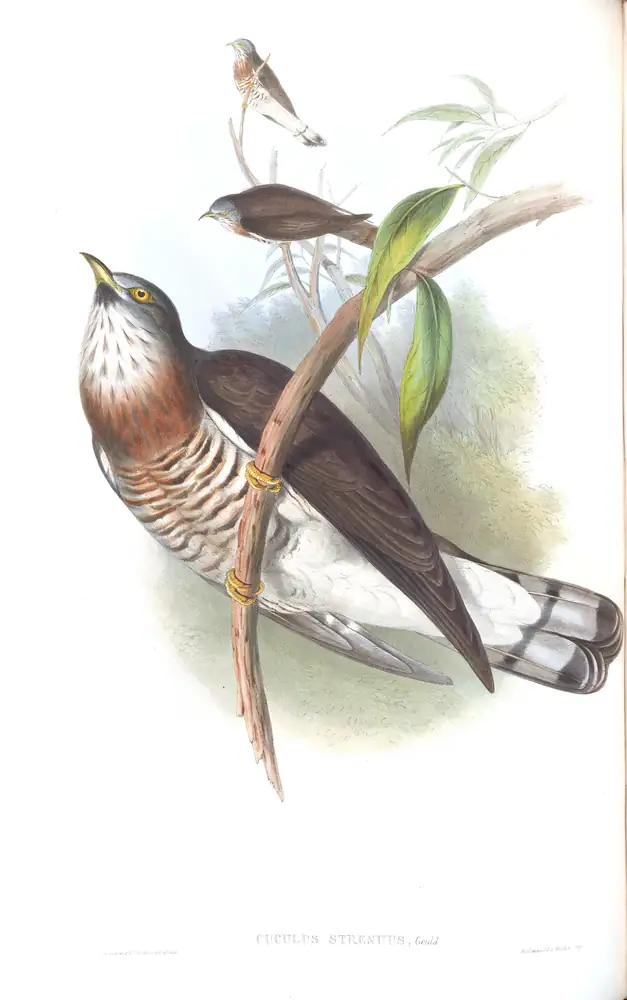 The whole sheet of volume VI, plate 42, with its engraved caption