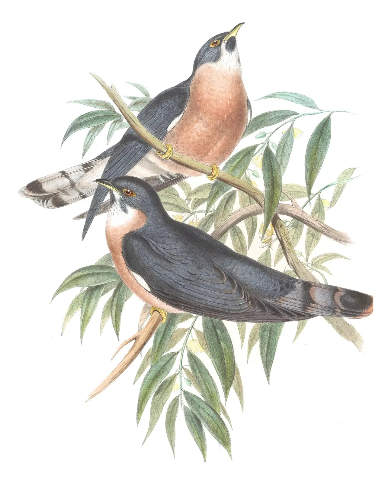 Volume VI, plate 43 of Gould's The Birds of Asia: Northern Hawk-Cuckoo (Hierococcyx hyperythrus)