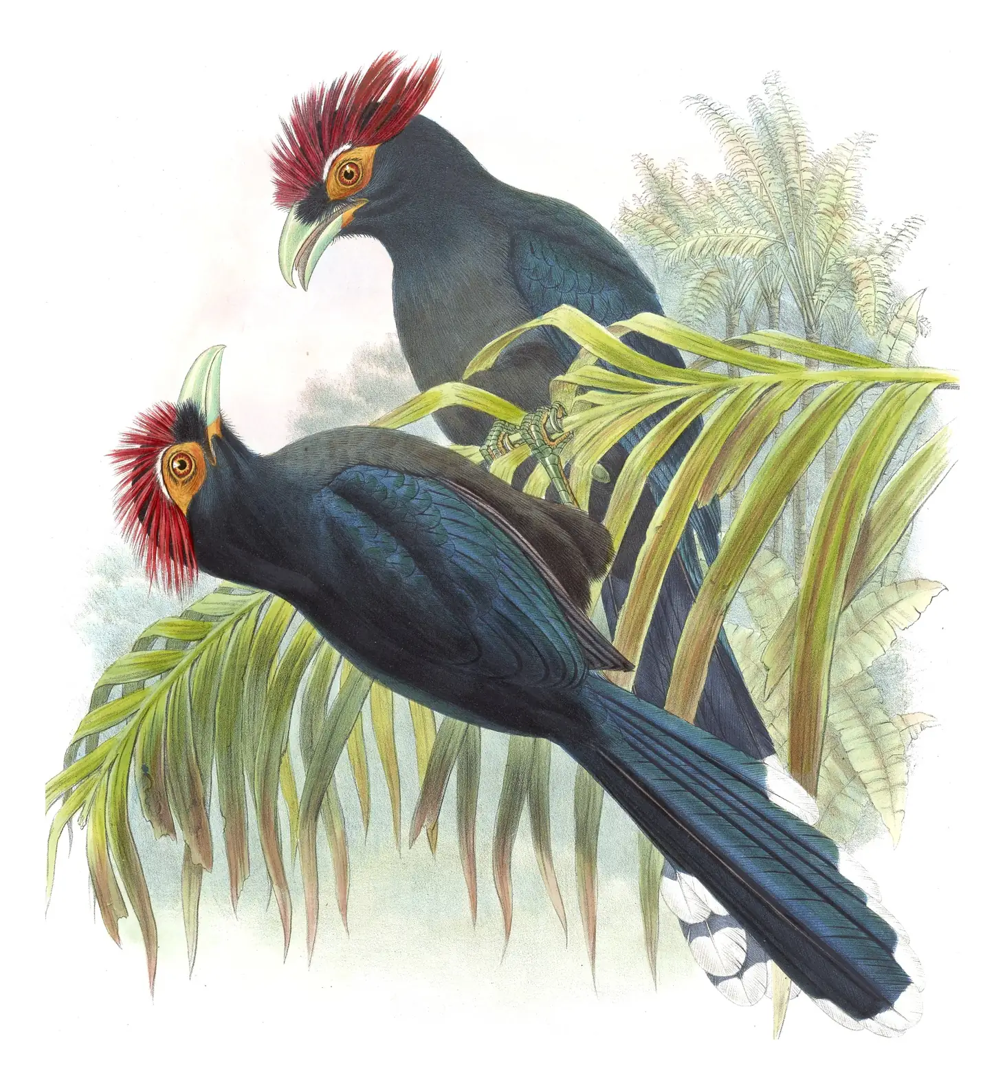 Volume VI, plate 44 of Gould's The Birds of Asia: Red-crested Malkoha (Dasylophus superciliosus)