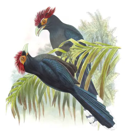 Volume VI, plate 44 of Gould's The Birds of Asia: Red-crested Malkoha (Dasylophus superciliosus)