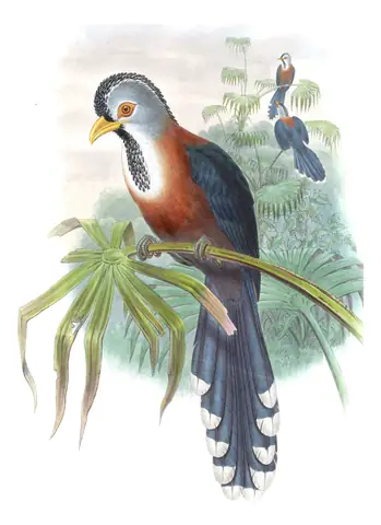 Volume VI, plate 45 of Gould's The Birds of Asia: Scale-feathered Malkoha (Dasylophus cumingi)