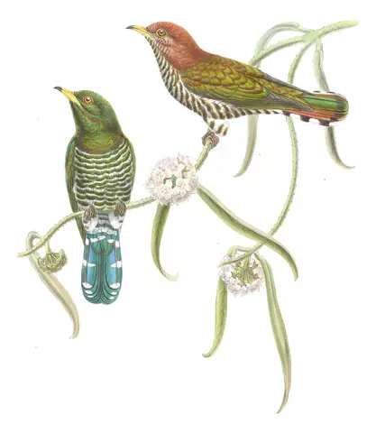 Volume VI, plate 46 of Gould's The Birds of Asia: Asian Emerald Cuckoo (Chrysococcyx maculatus)