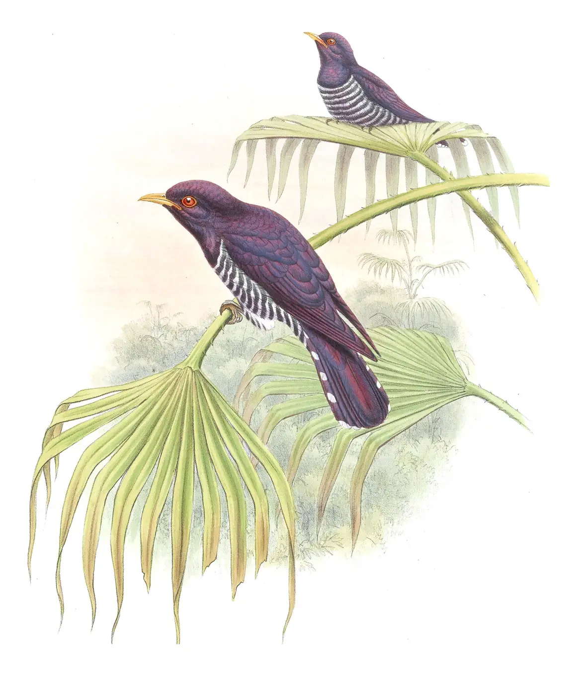 Volume VI, plate 47 of Gould's The Birds of Asia: Violet Cuckoo (Chrysococcyx xanthorhynchus)