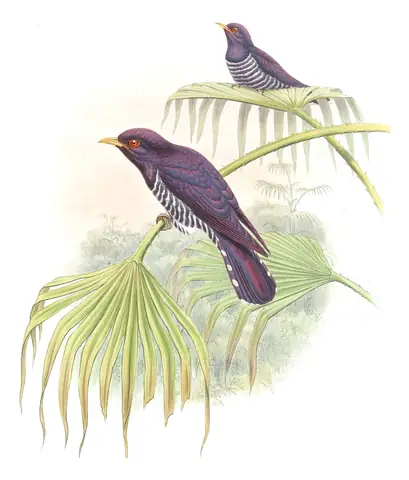 Volume VI, plate 47 of Gould's The Birds of Asia: Violet Cuckoo (Chrysococcyx xanthorhynchus)