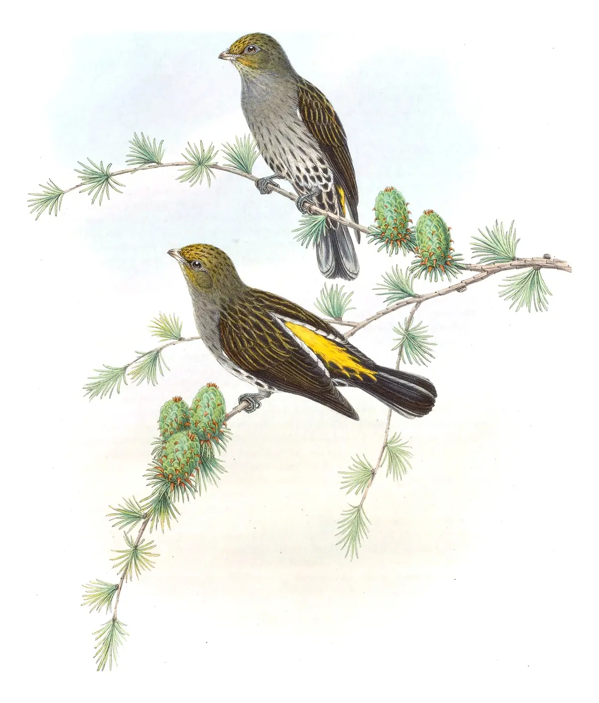 Volume VI, plate 48 of Gould's The Birds of Asia: Yellow-rumped Honeyguide (Indicator xanthonotus)