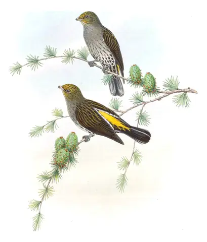 Volume VI, plate 48 of Gould's The Birds of Asia: Yellow-rumped Honeyguide (Indicator xanthonotus)