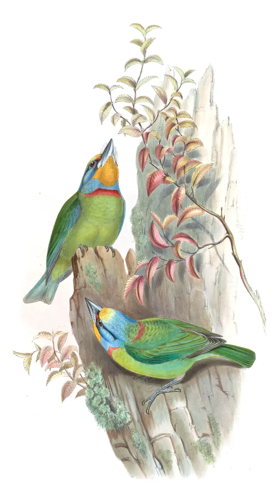 Volume VI, plate 49 of Gould's The Birds of Asia: Taiwan Barbet (Psilopogon nuchalis)