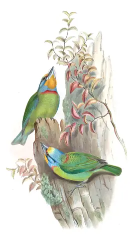 Volume VI, plate 49 of Gould's The Birds of Asia: Taiwan Barbet (Psilopogon nuchalis)