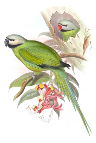 Volume VI, plate 5 of Gould's The Birds of Asia: Nicobar Parakeet (Psittacula caniceps)