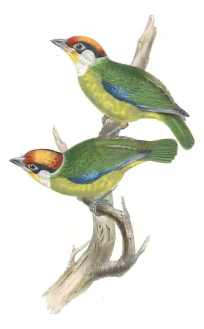 Volume VI, plate 50 of Gould's The Birds of Asia: Golden-throated Barbet (Psilopogon franklinii)
