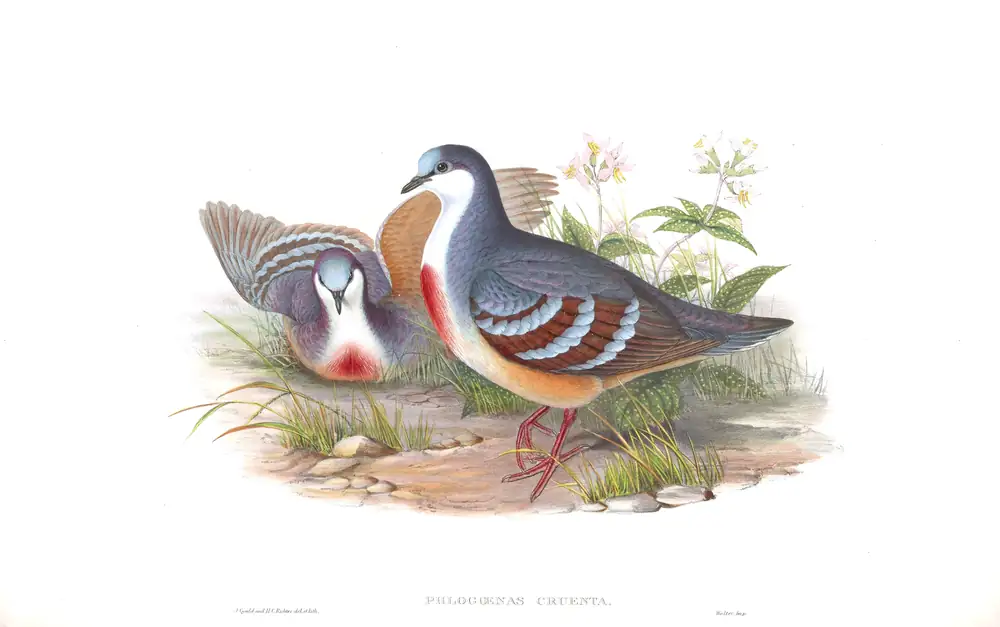 The whole sheet of volume VI, plate 51, with its engraved caption