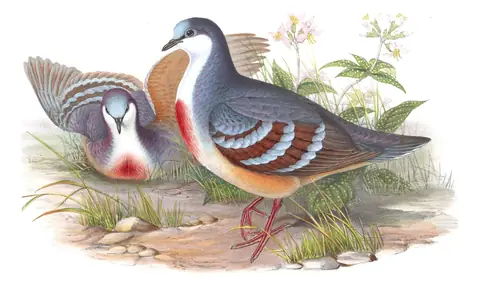 Volume VI, plate 51 of Gould's The Birds of Asia: Luzon Bleeding-heart (Gallicolumba luzonica)