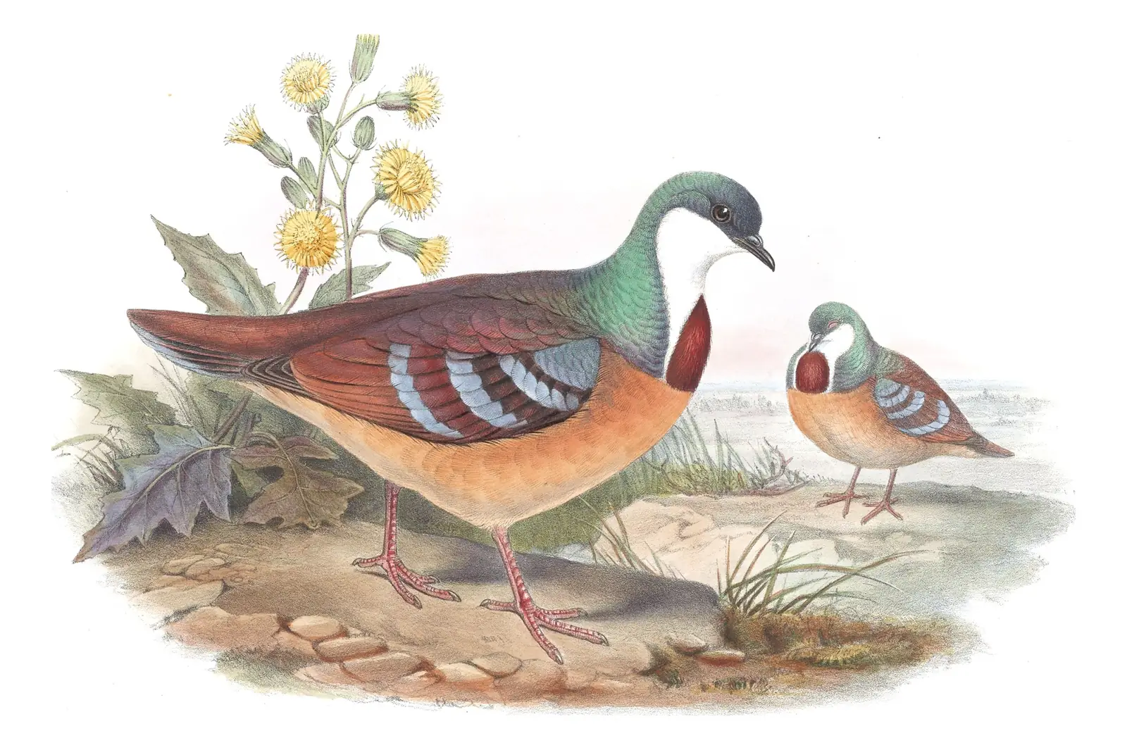 Volume VI, plate 52 of Gould's The Birds of Asia: Mindanao Bleeding-heart (Gallicolumba crinigera)