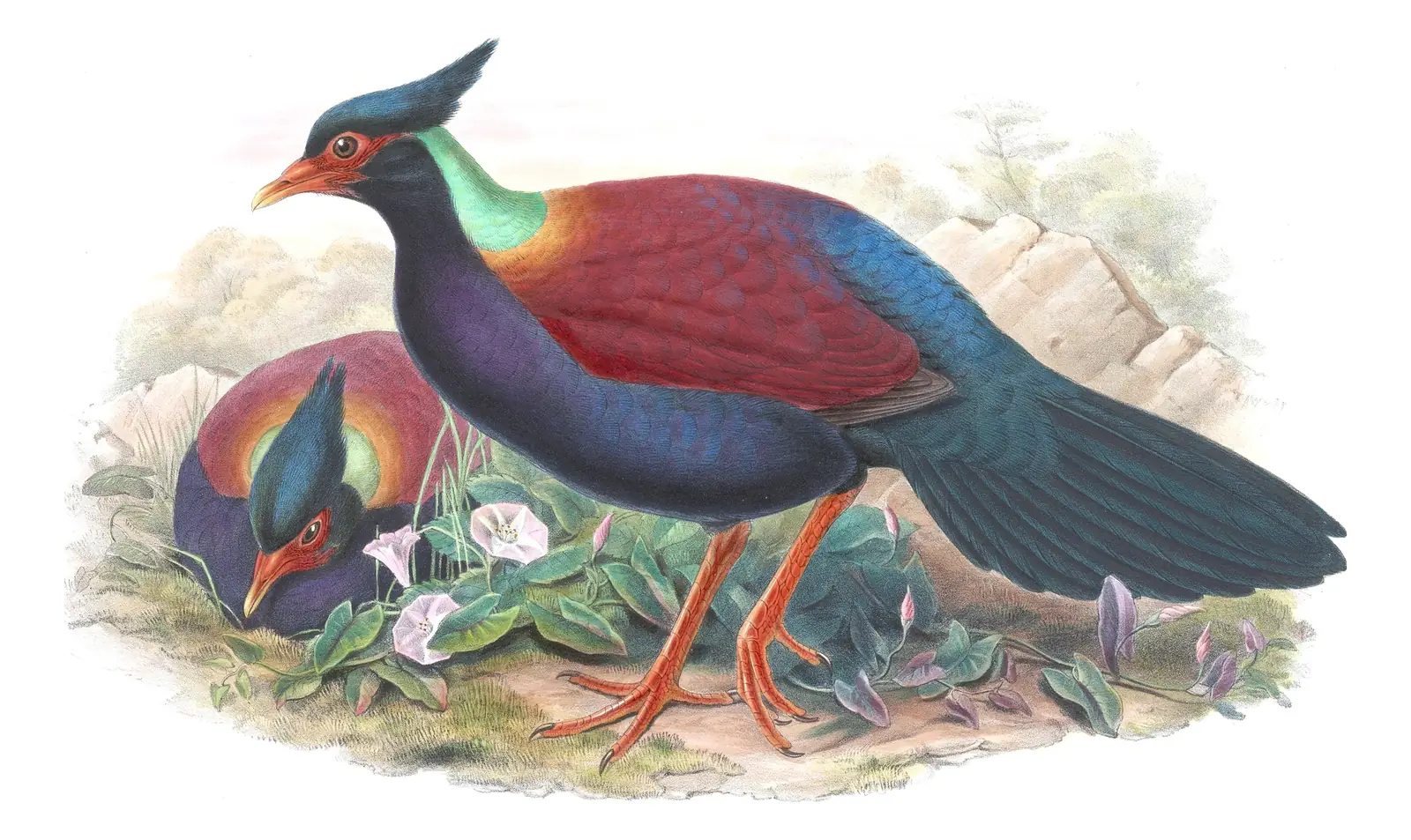Volume VI, plate 53 of Gould's The Birds of Asia: Pheasant Pigeon (Otidiphaps nobilis)